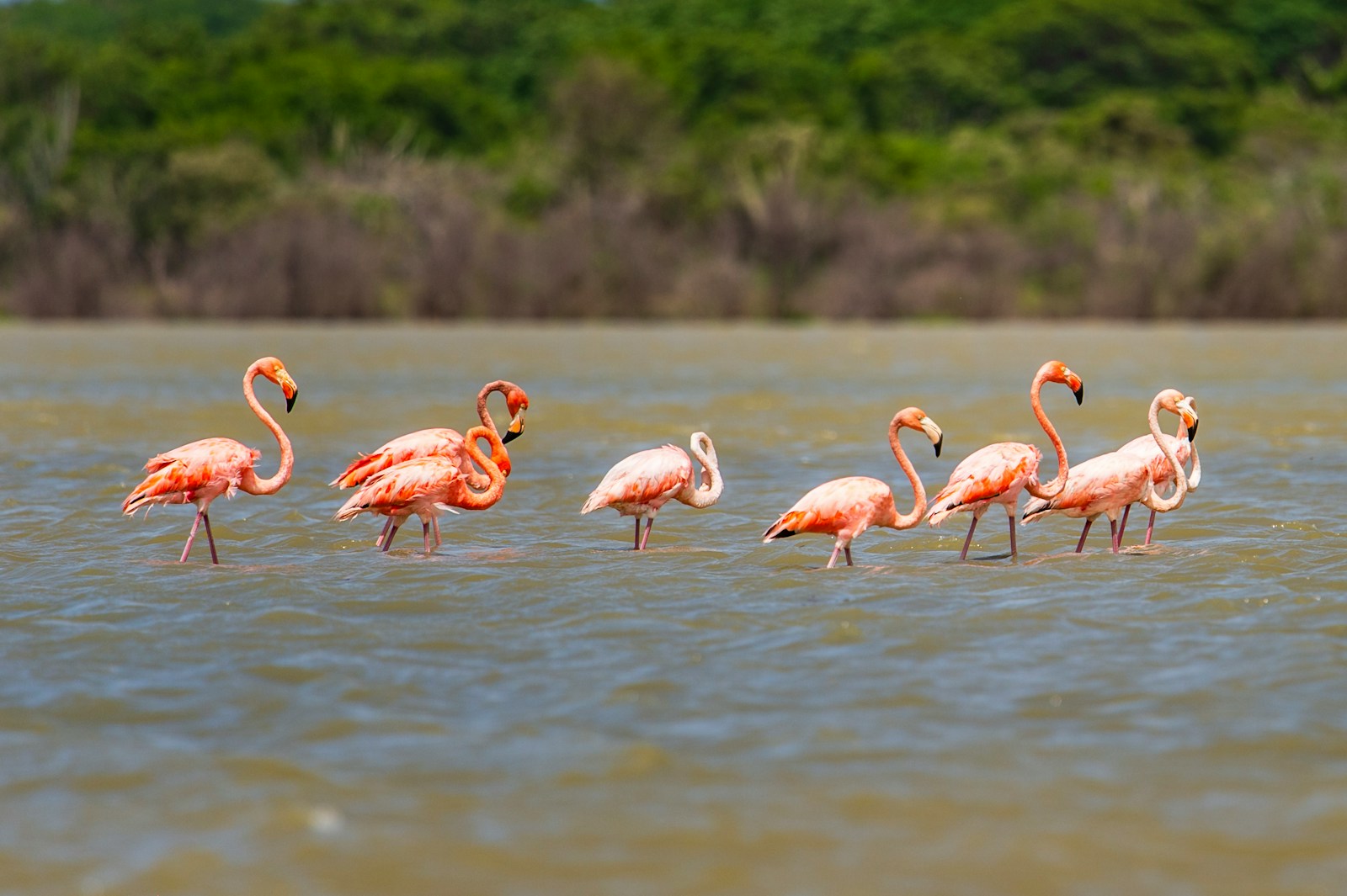 Flamencos en La Guajira, Colombia