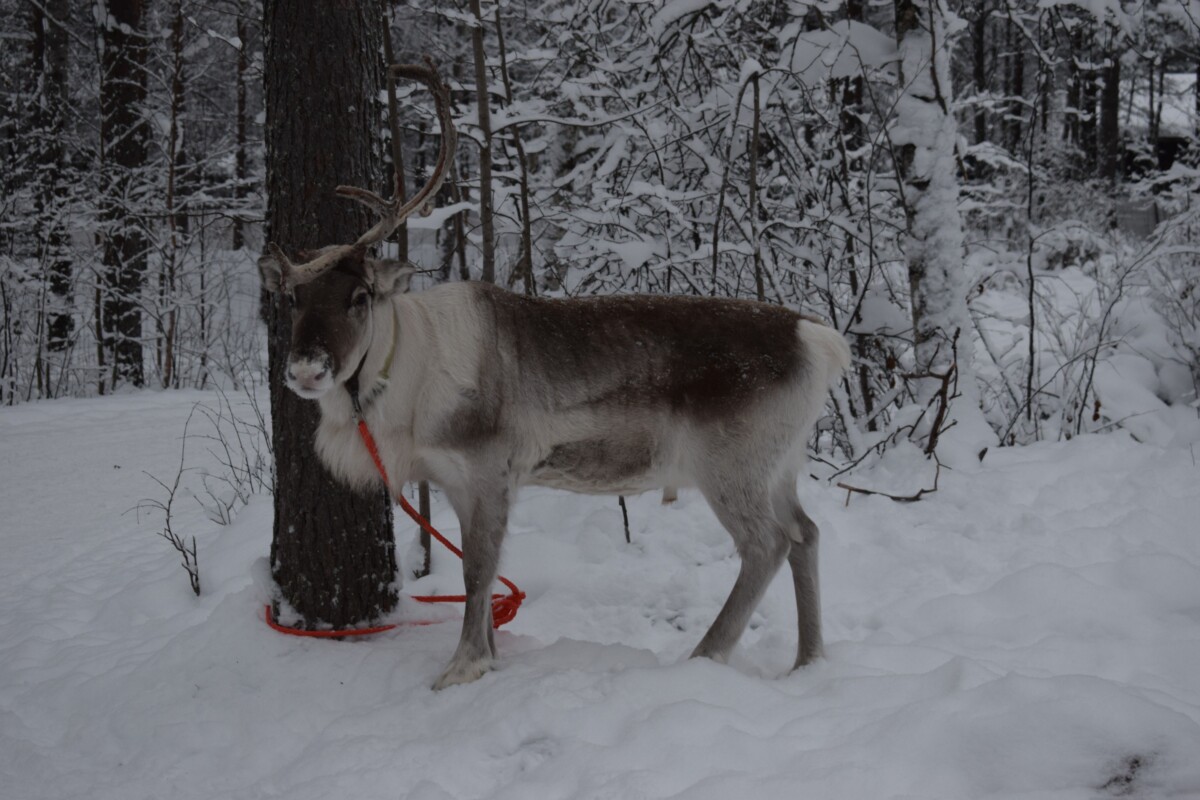 Renos en un bosque nevado de Laponia