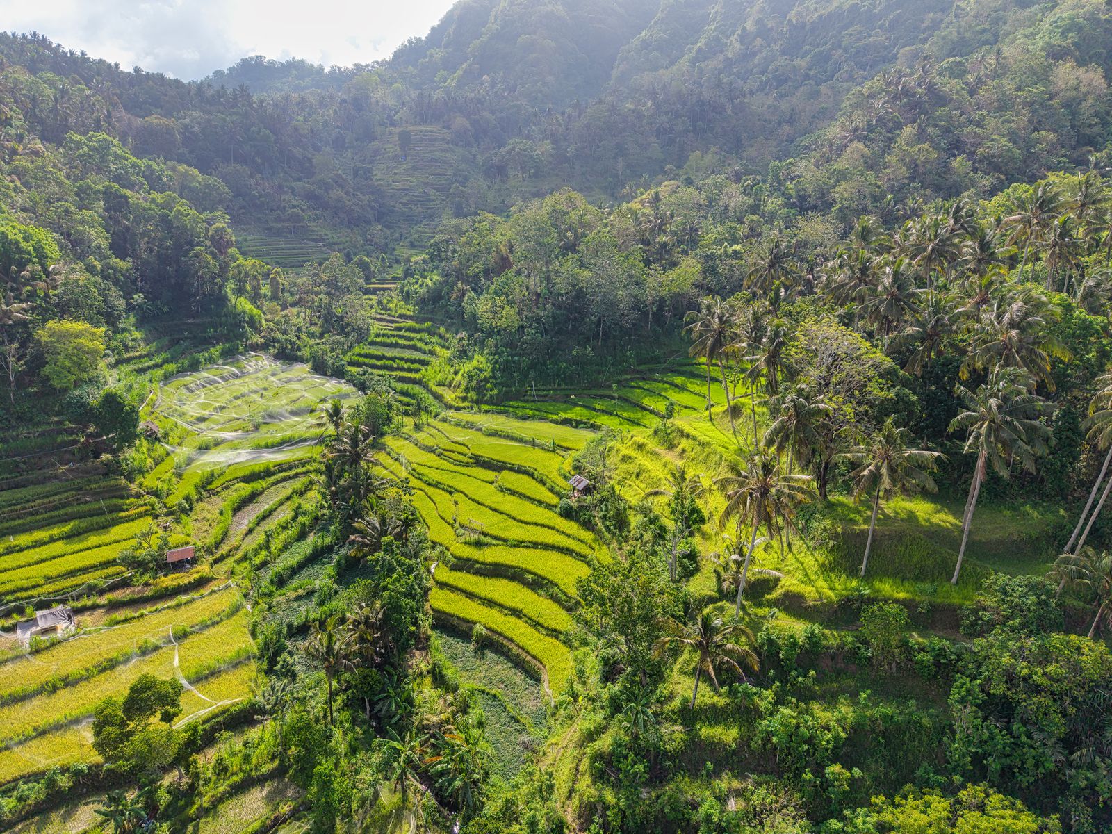 Terrazas de arroz rodeadas de bosque tropical en Bali, Indonesia